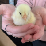 White Chantecler Chickens