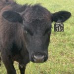 Black Angus Cattle