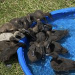 Ducks Meet The Outside