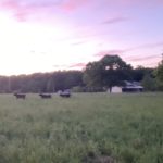 Running Black Angus Cattle